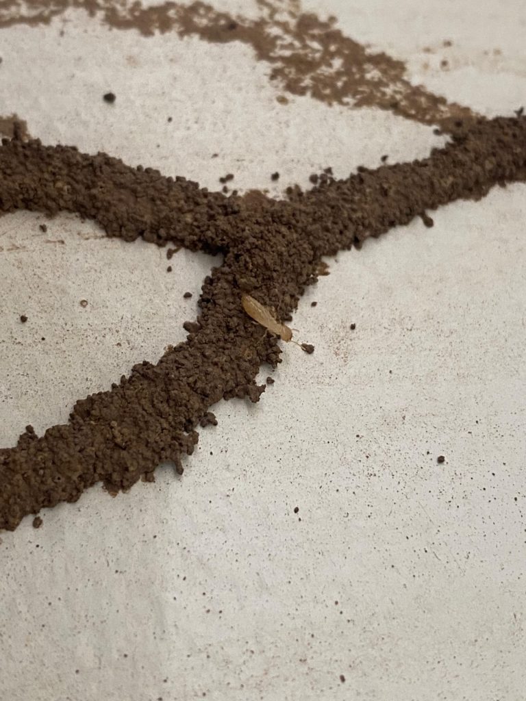 Termita obrera visible en tubo de barro sobre superficie de cerámica