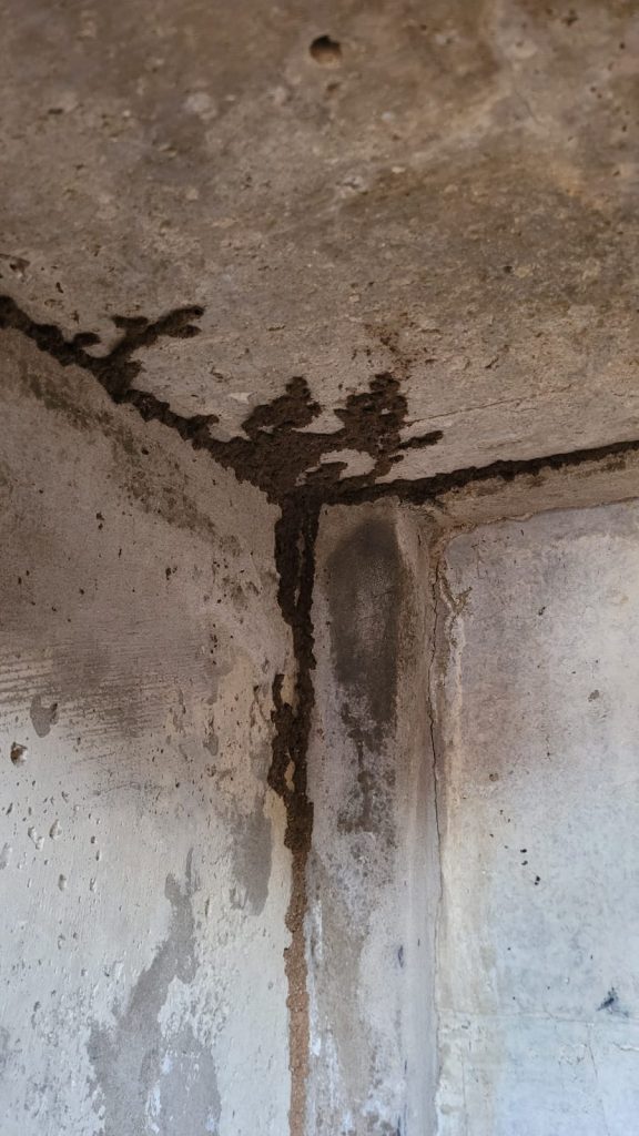 Tubos de barro de termitas subterráneas sobre superficie de cemento en marco de puerta