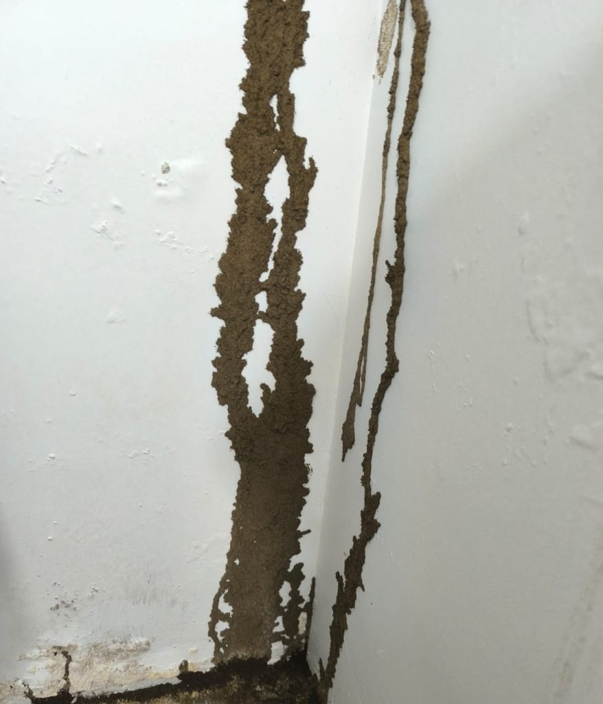 Tubos de barro de termitas subterráneas sobre muro pintado en esquina de vivienda