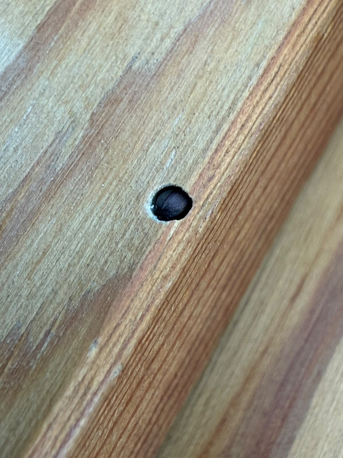 Orificio de unos 3 mm en la madera con una carcoma en su interior