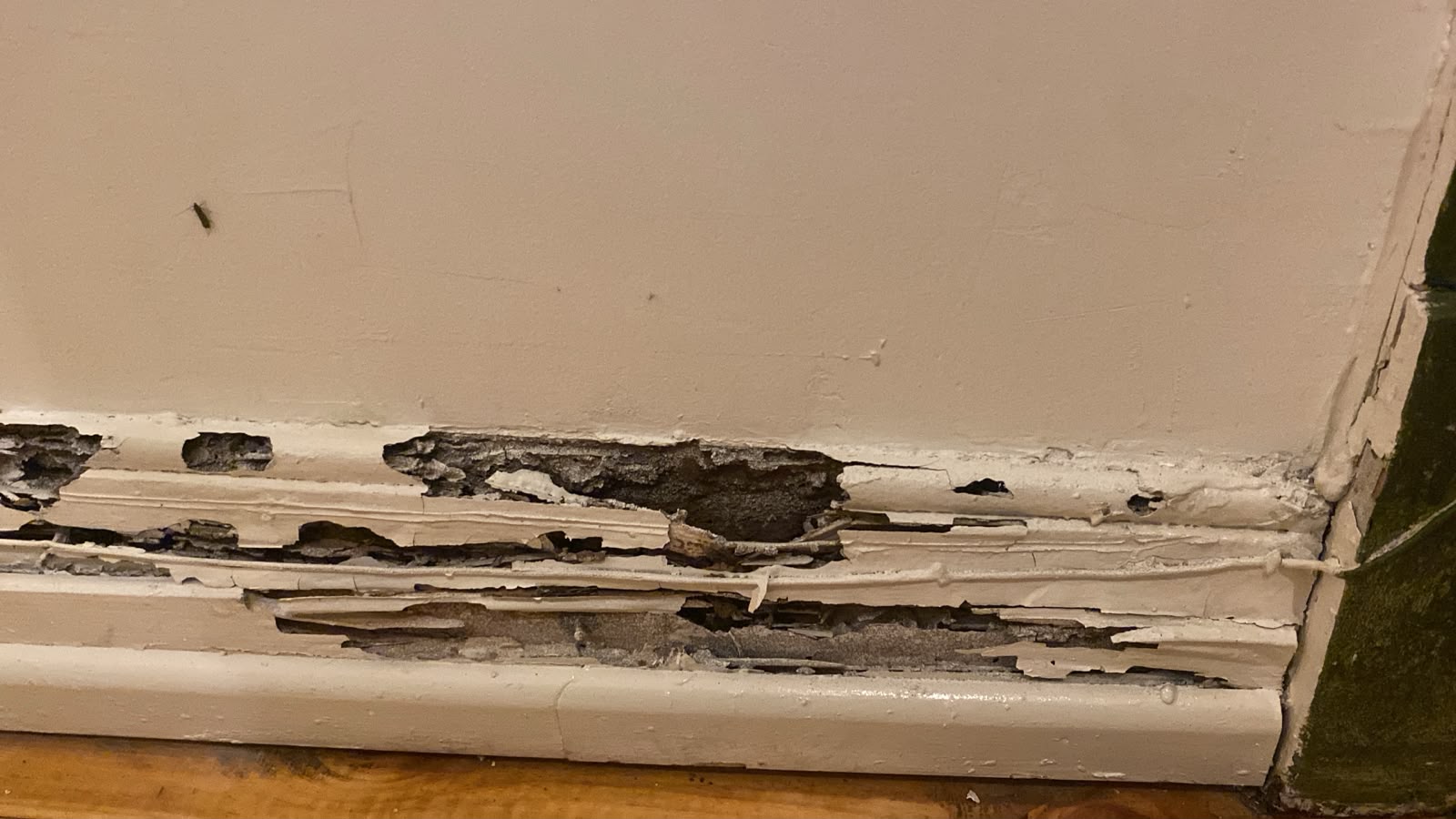 Zócalo de madera dañado por termitas subterráneas, hueco y con barro en su interior