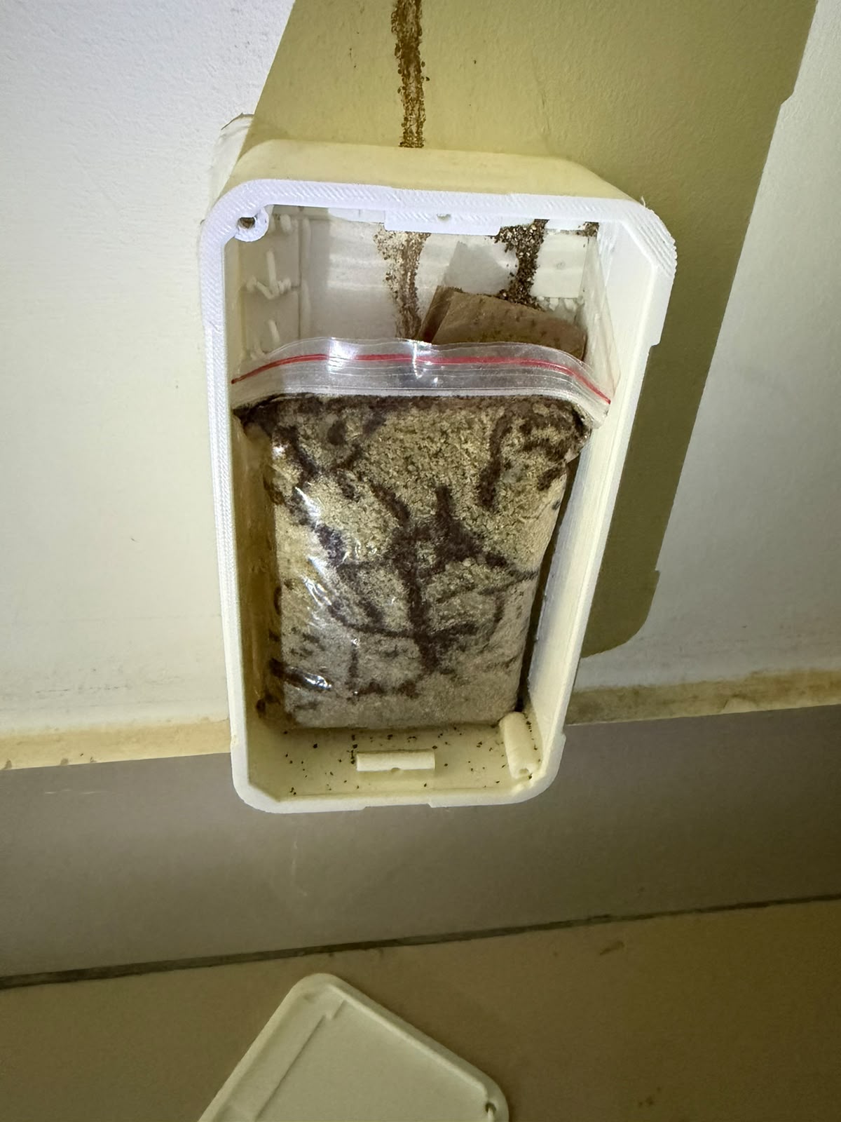 Estación de cebo instalada en un muro con termitas subterráneas y un tubo de barro