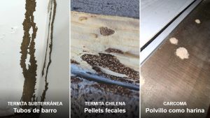 Comparación de señales: tubos de barro de termita subterránea, pellets fecales de termita chilena y polvillo de carcoma