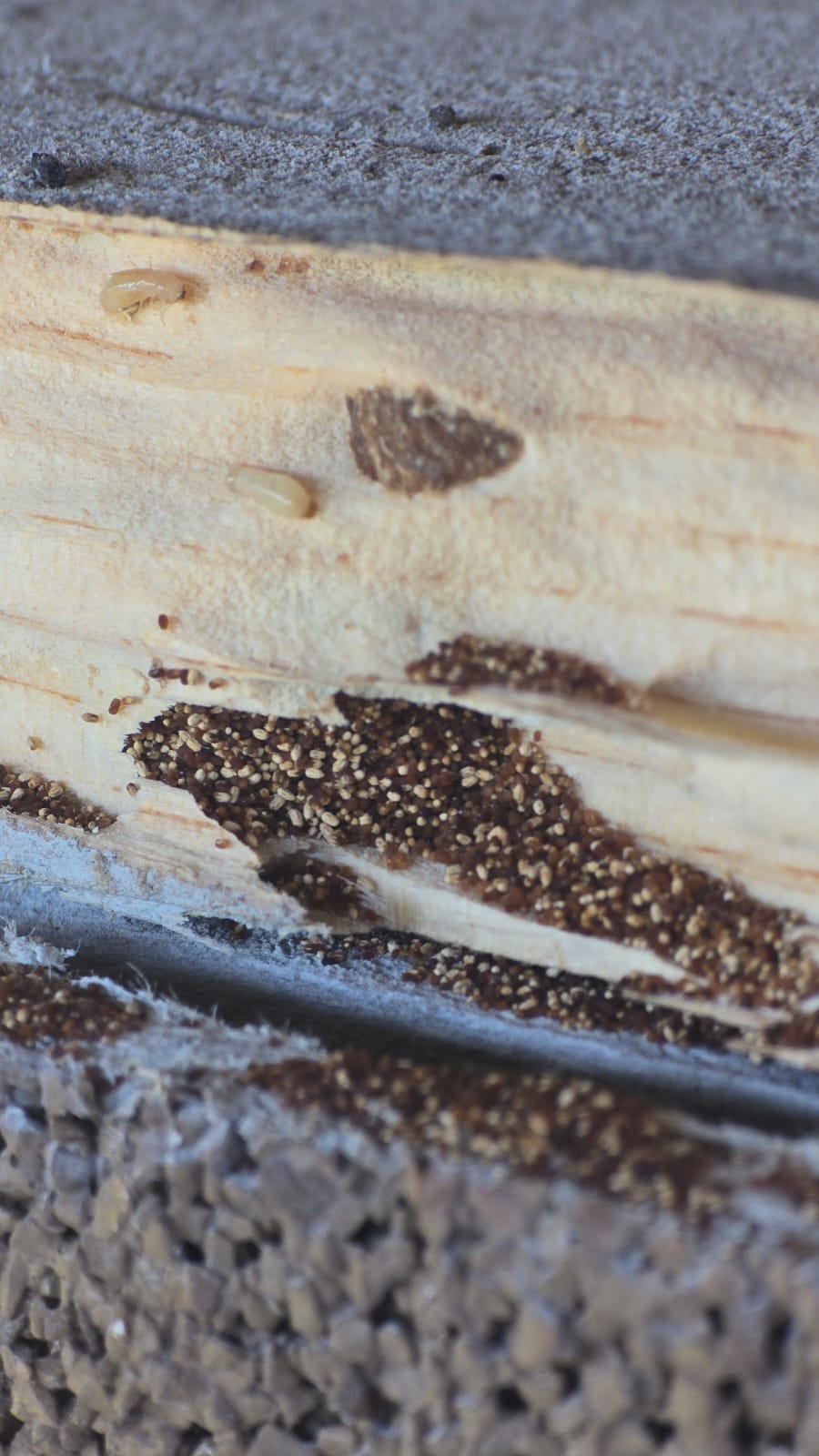 Madera abierta con galerías, pellets fecales y termitas de madera seca en su interior
