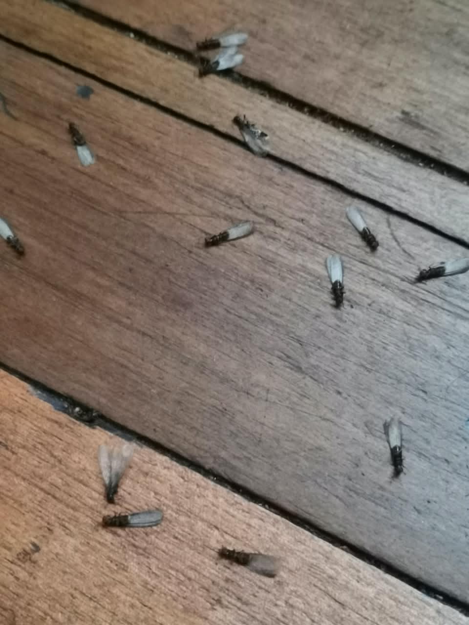 Termitas subterráneas aladas sobre un piso de parquet durante el vuelo nupcial
